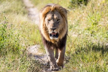 Kameranın doğru yürürken büyük erkek aslan.