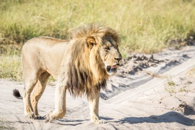 Yolda yürürken büyük erkek aslan.