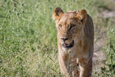 Kameranın doğru yürüyüş aslan.