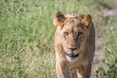 Kameranın doğru yürüyüş aslan.