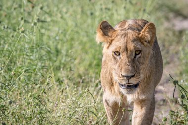 Kameranın doğru yürüyüş aslan.