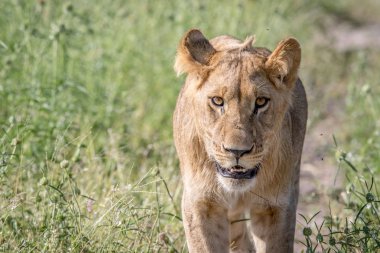 Kameranın doğru yürüyüş aslan.