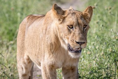 Yan profil Chobe içinde aslan.