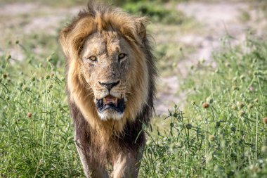 Kameranın doğru yürürken büyük erkek aslan.