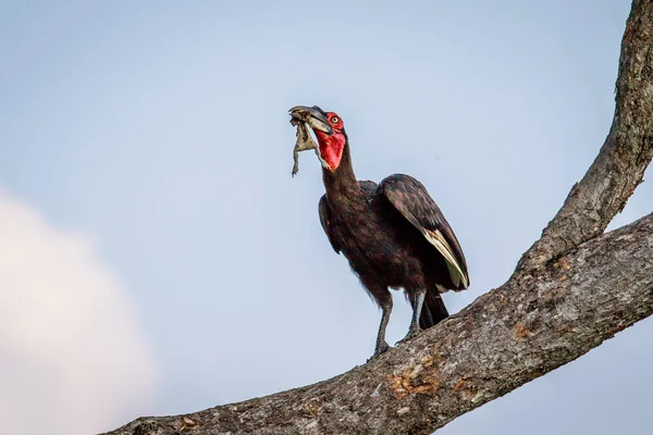 Hornbill solo sul com uma morte . — Fotografia de Stock