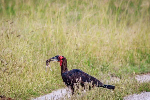 남쪽 지상 hornbill 죽 일와 함께. — 스톡 사진