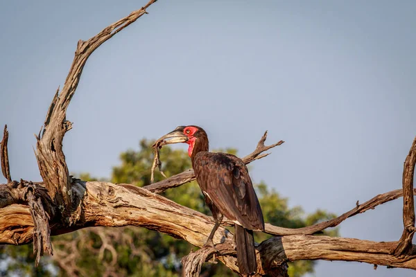 Hornbill solo sul com uma morte . — Fotografia de Stock