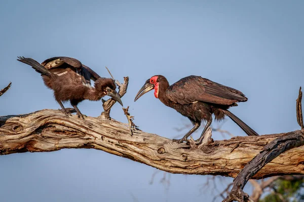 Hornbill solo sul com uma morte . — Fotografia de Stock