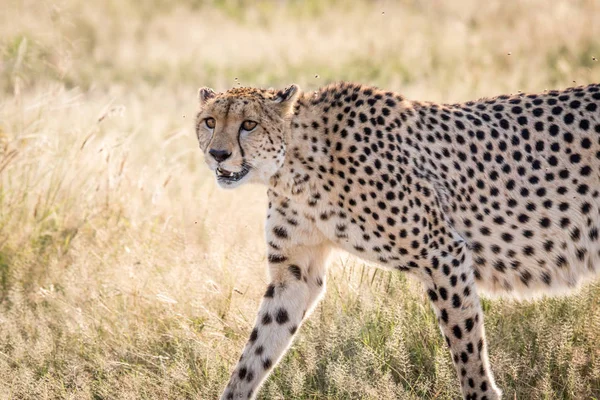 Perfil lateral de un guepardo . — Foto de Stock