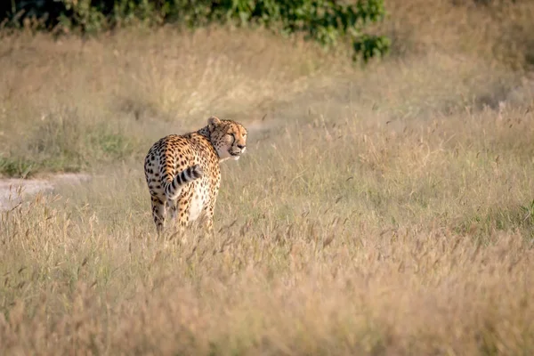 Cheetah olhando para trás em Chobe . — Fotografia de Stock