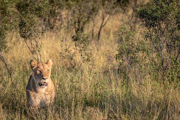 Leeuw in het hoge gras in Chobe. — Stockfoto