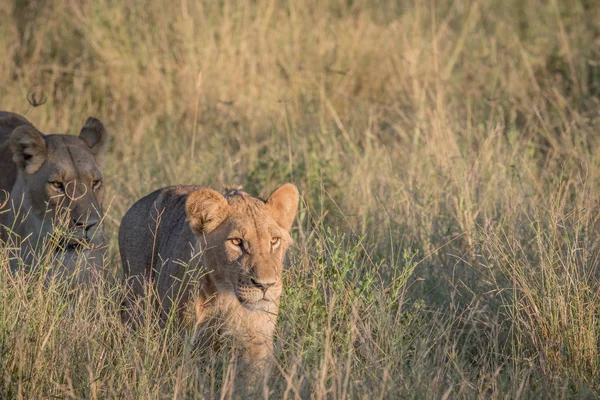 Leone nell'erba alta a Chobe . — Foto Stock