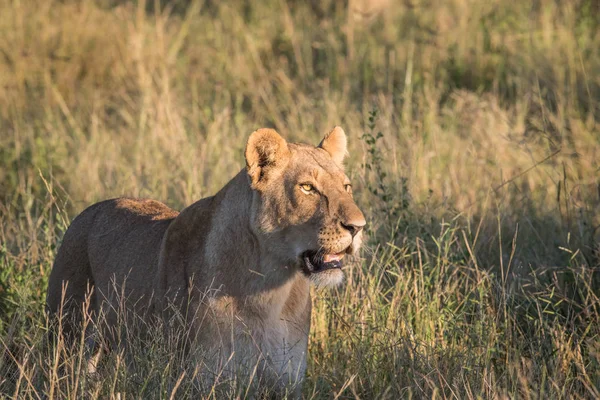 Lion dans l'herbe haute à Chobe . — Photo