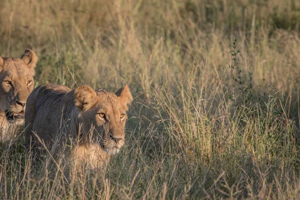 Löwe im hohen Gras in Chobe. — Stockfoto