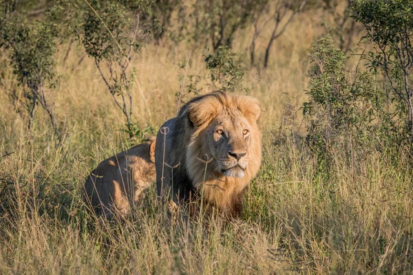 Lejonhane i högt gräs i Chobe. — Stockfoto