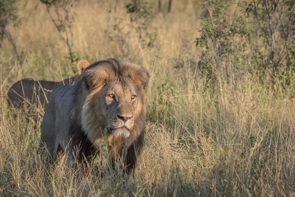 Leão macho em grama alta em Chobe . — Fotografia de Stock