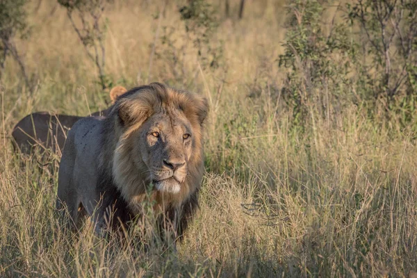 Mannetjes leeuw in hoog gras in Chobe. — Stockfoto