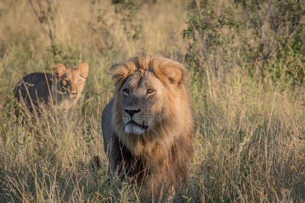 Muž lev ve vysoké trávě v Chobe. — Stock fotografie