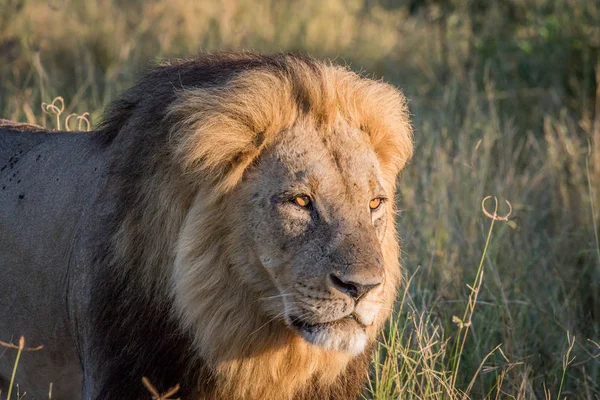 Side profile of a male Lion in Chobe. — Stock Photo, Image