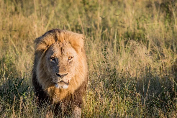 Lejonhane i högt gräs i Chobe. — Stockfoto