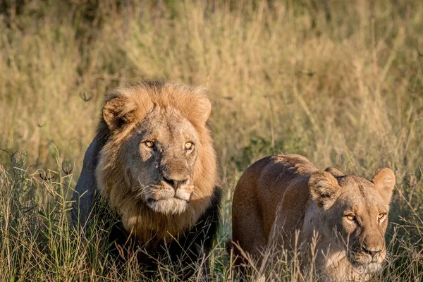 Couple lion dans l'herbe haute . — Photo