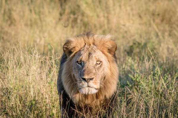 Αρσενικό λιοντάρι στο υψηλό γρασίδι στο Τσόμπε. — Φωτογραφία Αρχείου