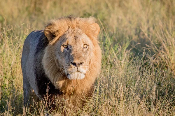 Muž lev ve vysoké trávě v Chobe. — Stock fotografie