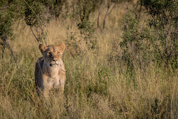 Leeuw in het hoge gras in Chobe. — Stockfoto