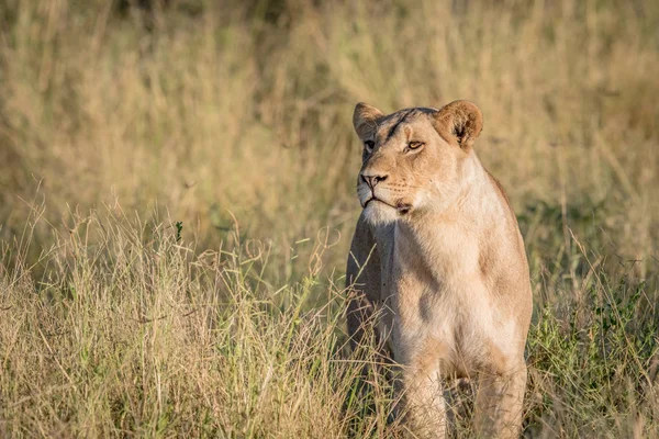 Leeuw in het hoge gras in Chobe. — Stockfoto