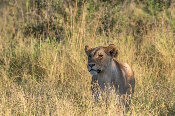 Leão na grama alta em Chobe . — Fotografia de Stock