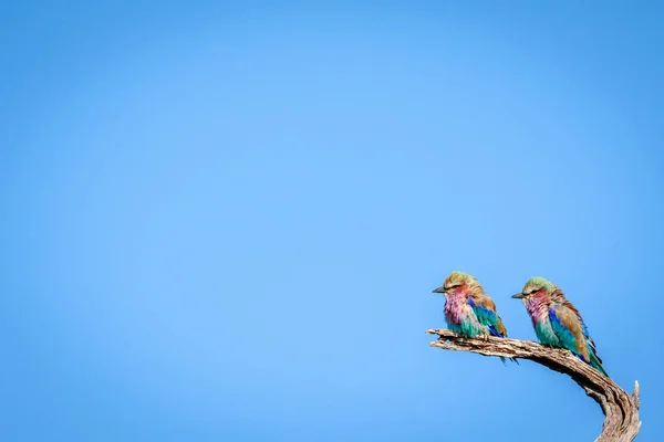 Dos rodillos de pechuga lila sentados en una rama . — Foto de Stock