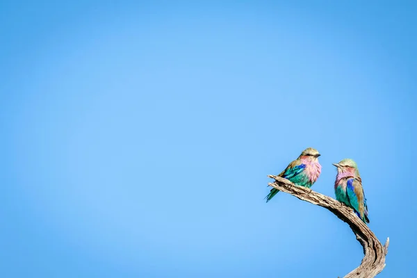 Dois rolos de peito lilás sentados em um galho . — Fotografia de Stock