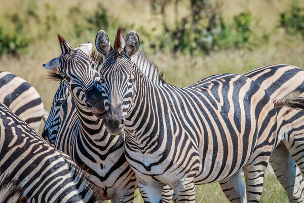Two Zebras bonding in the Chobe National Park, Botswana.