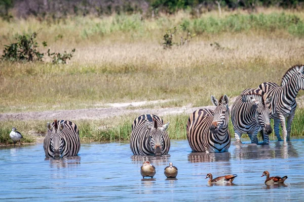 Zebrák ivóvíz a Chobe csoportja. — Stock Fotó