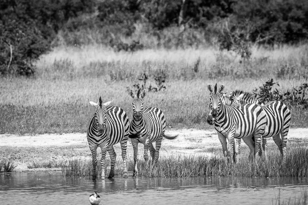 Group of Zebras at the water in black and white. — Stock Photo, Image