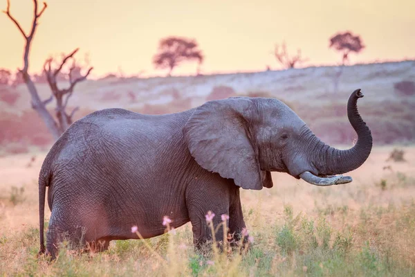 Elefante al atardecer en la hierba alta . — Foto de Stock