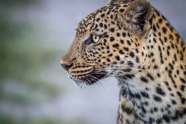 Side profile of a Leopard in Chobe.