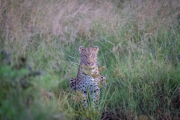 Leopardo estrelando a câmera . — Fotografia de Stock