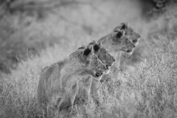Perfil lateral de quatro Leões em preto e branco . — Fotografia de Stock