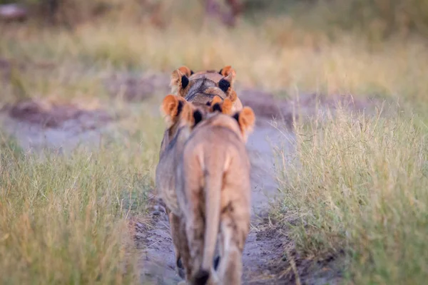 Group of Lions walking away from the camera. — Stock Photo, Image