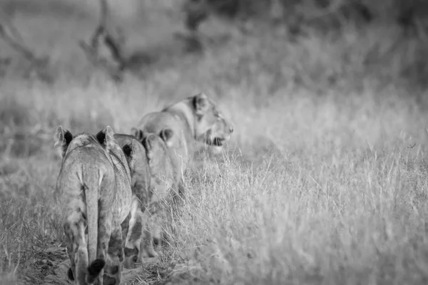 Groep van leeuwen lopen weg van de camera. — Stockfoto