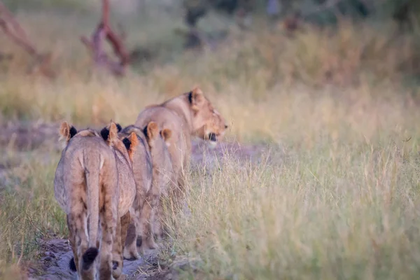 Group of Lions walking away from the camera.