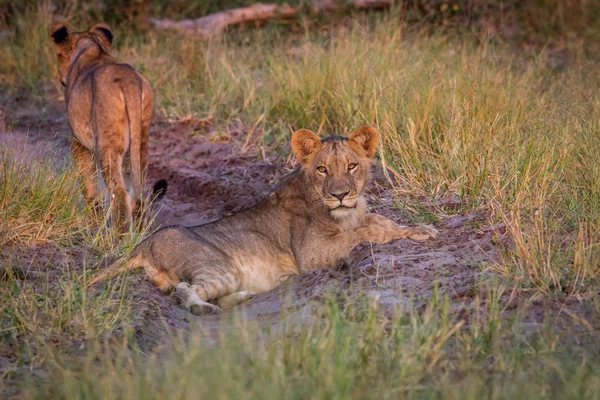 Young Lion laying in the road.