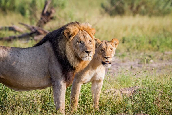 Couple lion debout dans l'herbe . — Photo