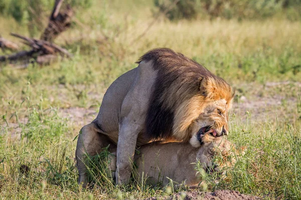 Pareja de León apareándose en Chobe . — Foto de Stock