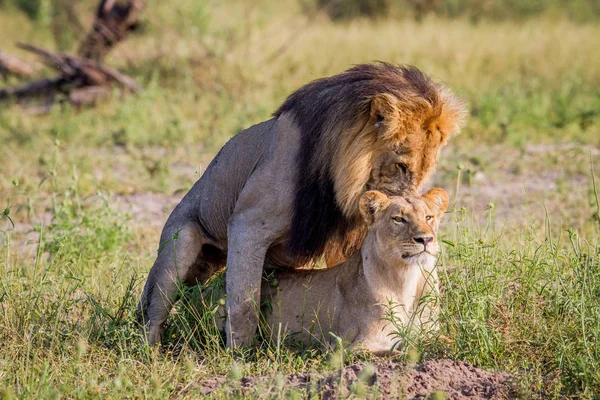 Løve par parring i Chobe . - Stock-foto