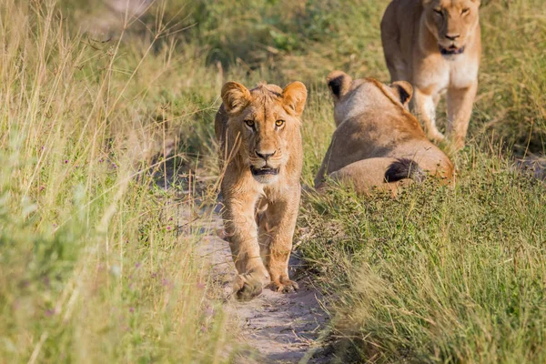 Jonge leeuw lopen naar de camera. — Stockfoto