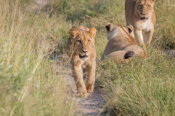 Jonge leeuw lopen naar de camera. — Stockfoto