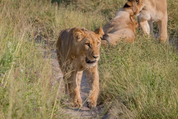 カメラに向かって歩いている若いライオン. — ストック写真