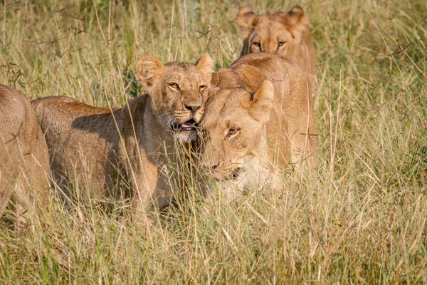 2 頭のライオンの高い草の結合. — ストック写真